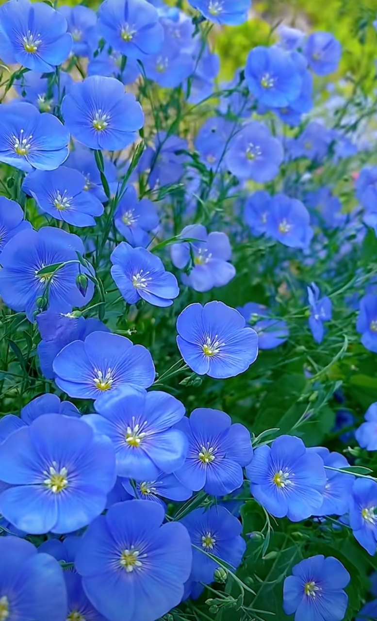 花很灿烂,风也温柔,目之所及,皆是美好!