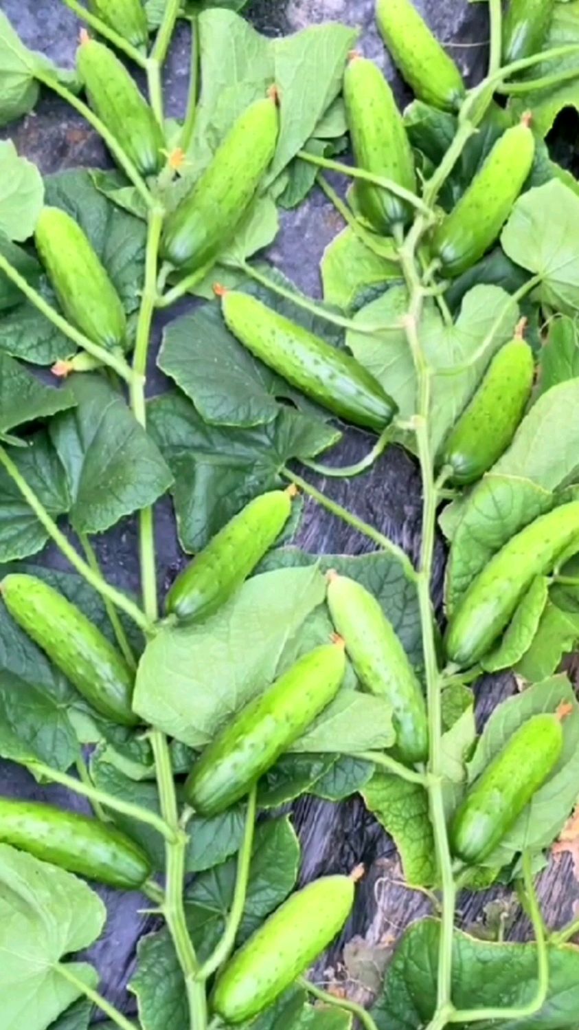 满地爬黄瓜你见过吗