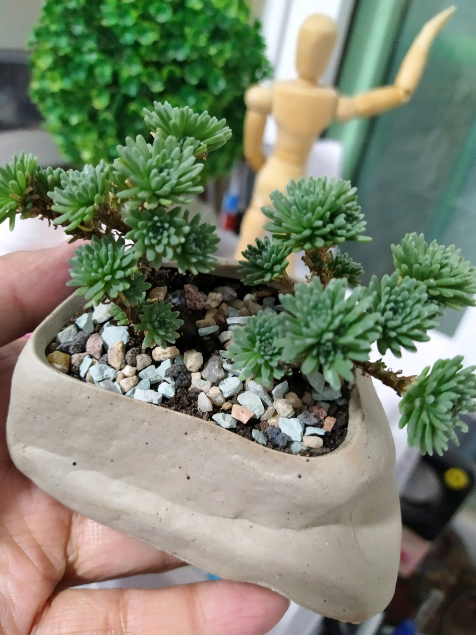 球松多肉,俗称夏必死.养过几次,都没度过夏天.