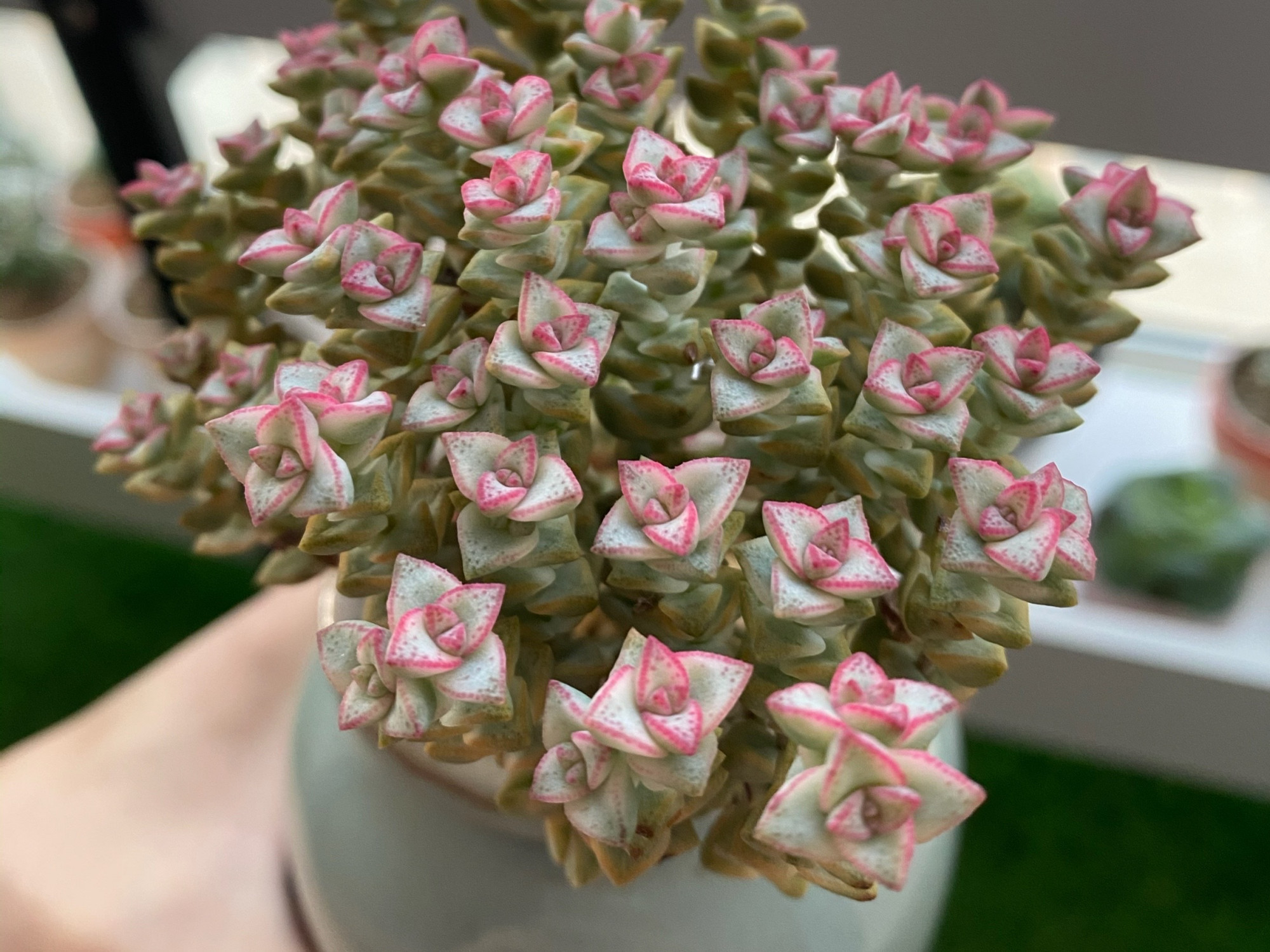 多肉彩色蜡笔,没有小米星红艳,但蜡质感很强,多了几分清新自然