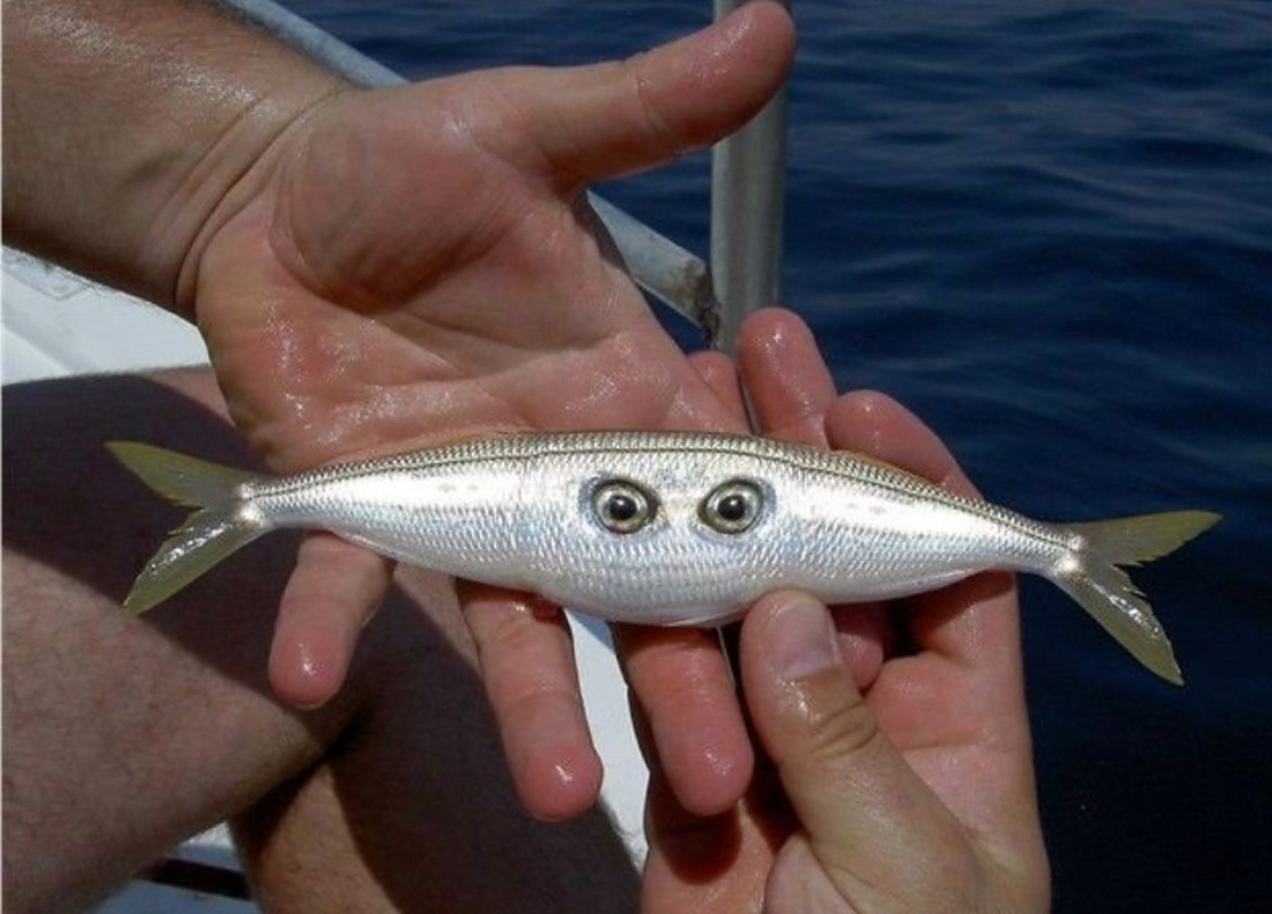 福岛渔民捕到变异小鱼,都变异成外星生物了!