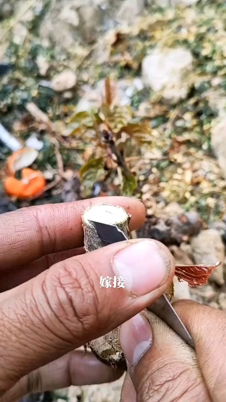 果农嫁接大樱桃树嫁接技术分享