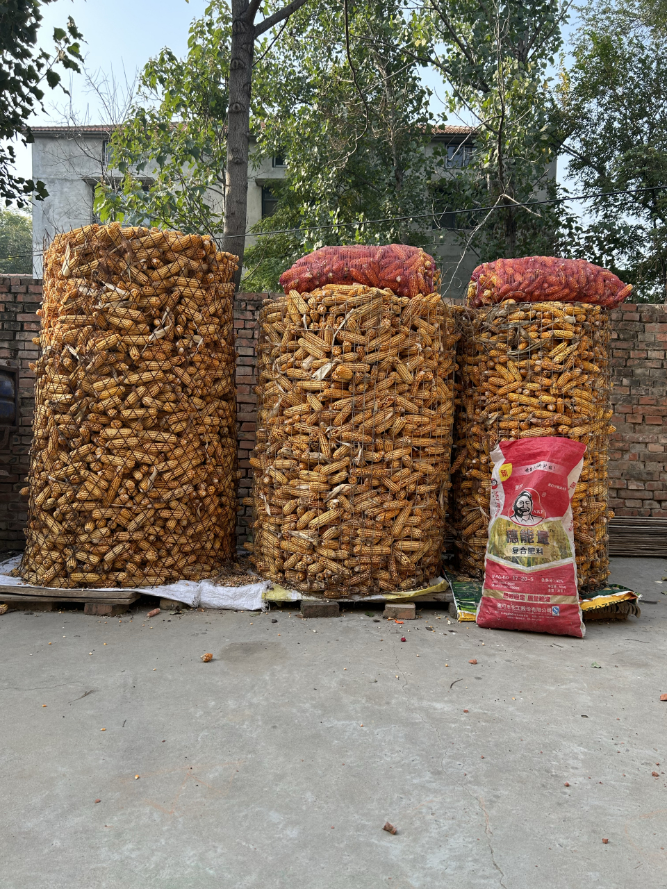 5亩半地投资1700多块的成本,收了这3囤的玉米,不知道能挣多少钱