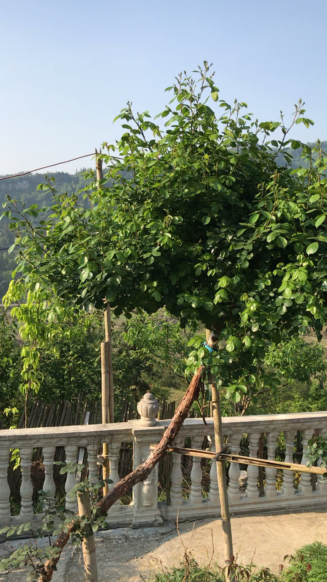 震撼山木香树月季