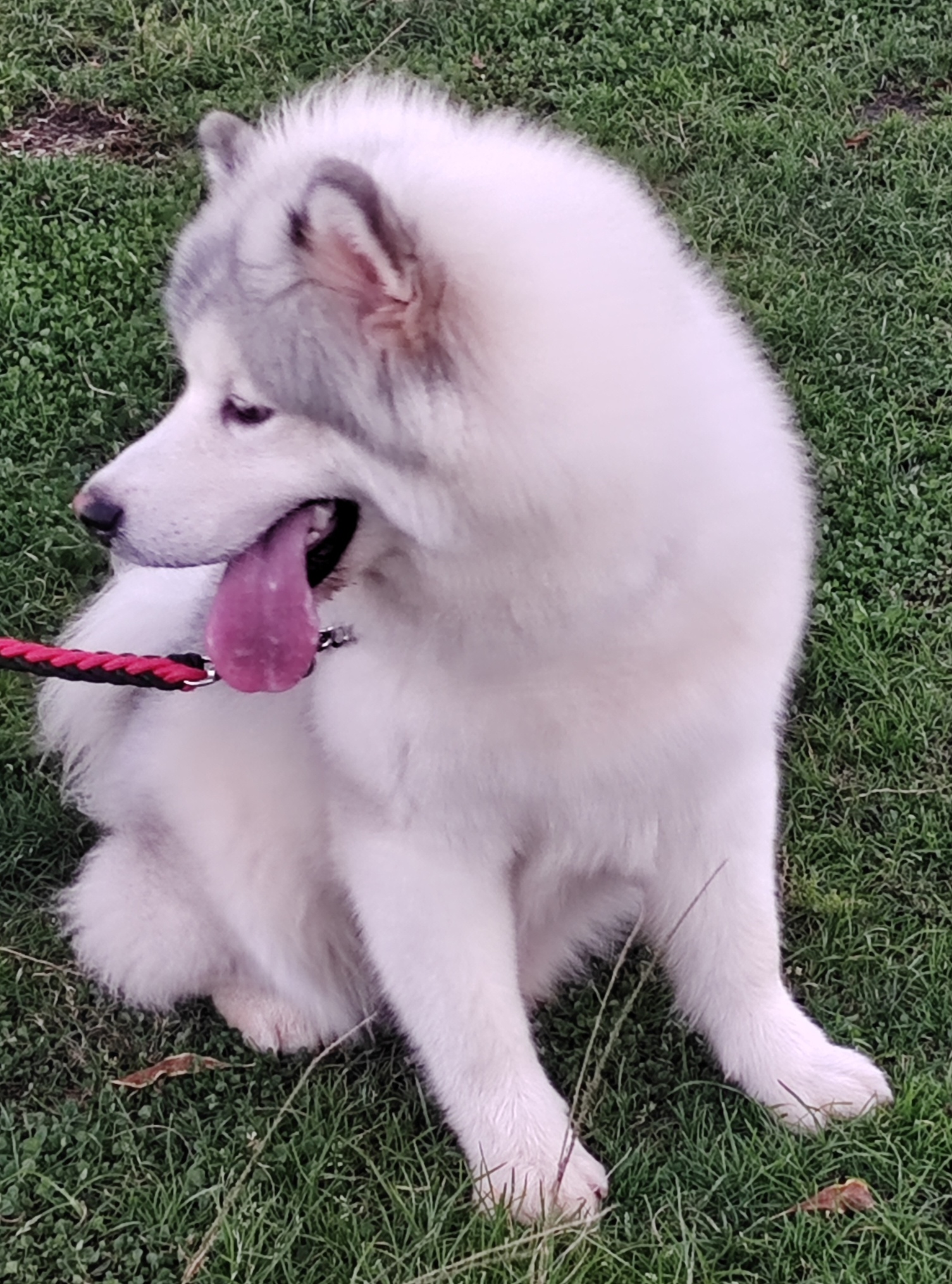 萨摩耶宠物犬写真摄影图片