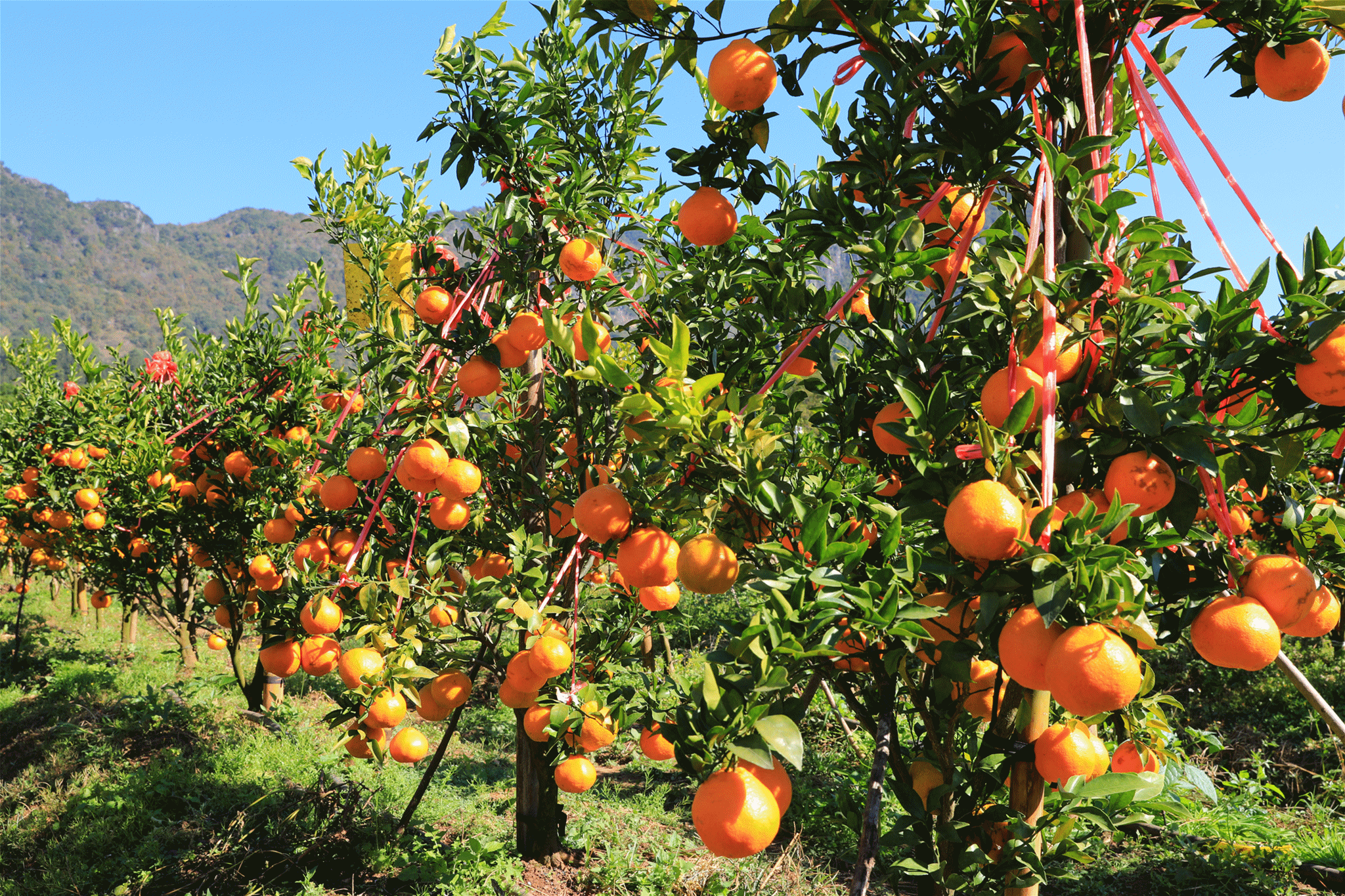 罗平长底:"丑柑"逐渐成熟 快去体验采摘乐趣