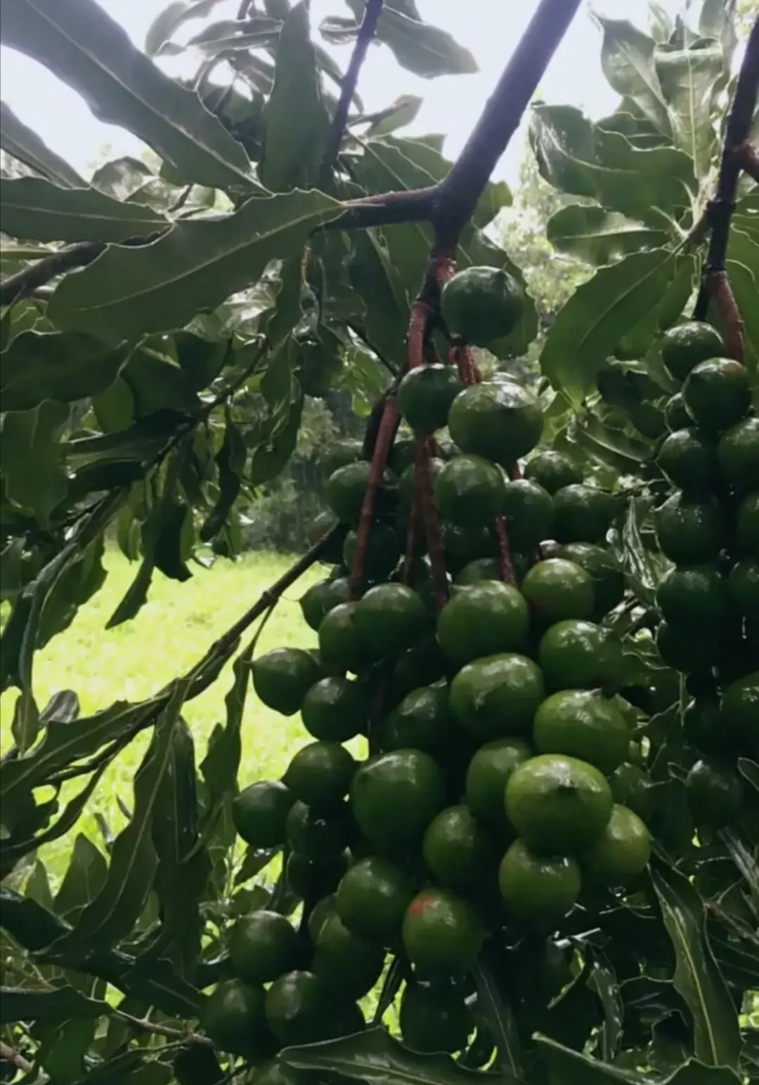 博白县农民种植夏威夷果,发大财了