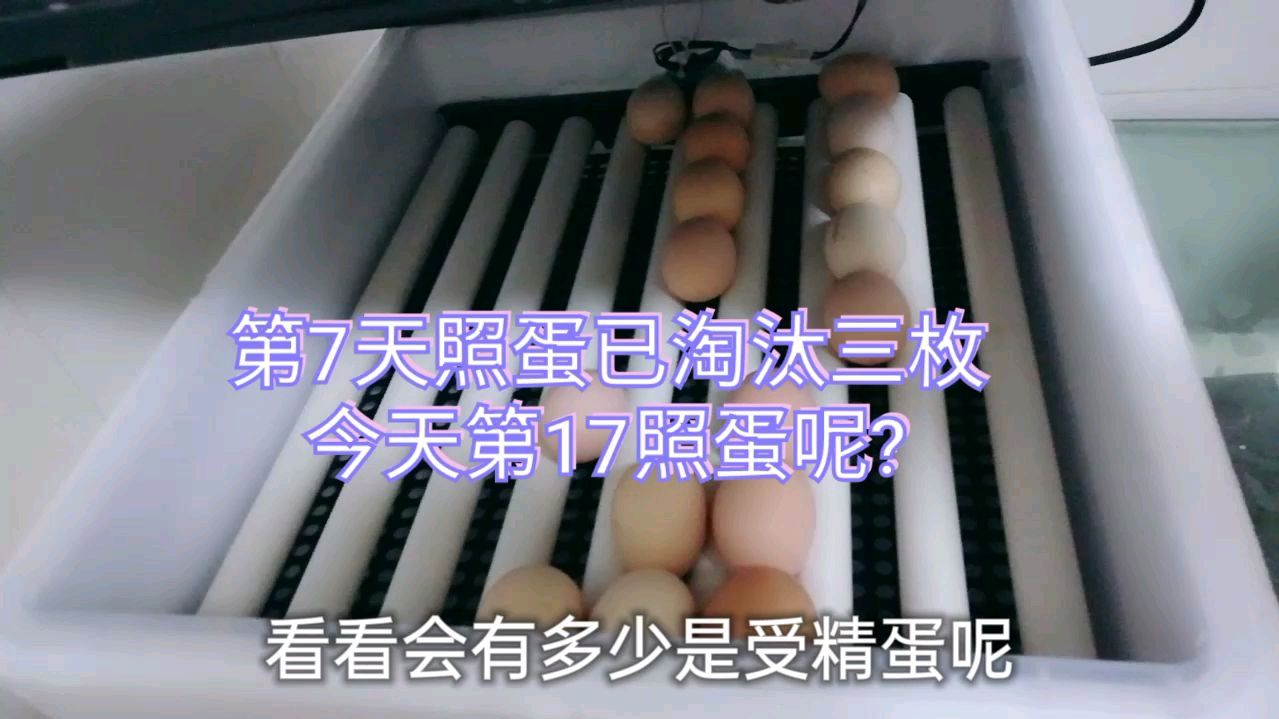 网购20枚鸡蛋孵化受精高吗?孵化第17天照蛋看看怎么样