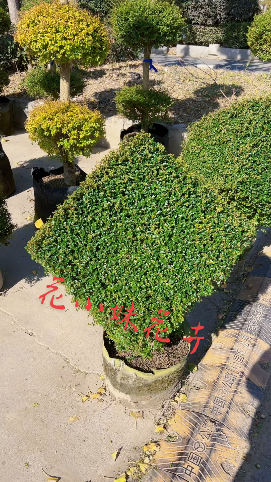 川滇蜡树四季常青不落叶适合庭院别墅农家小院栽植