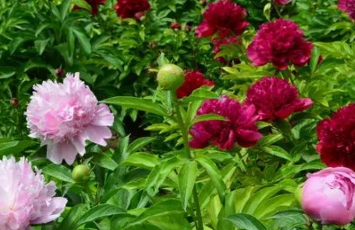 将离草是什么花