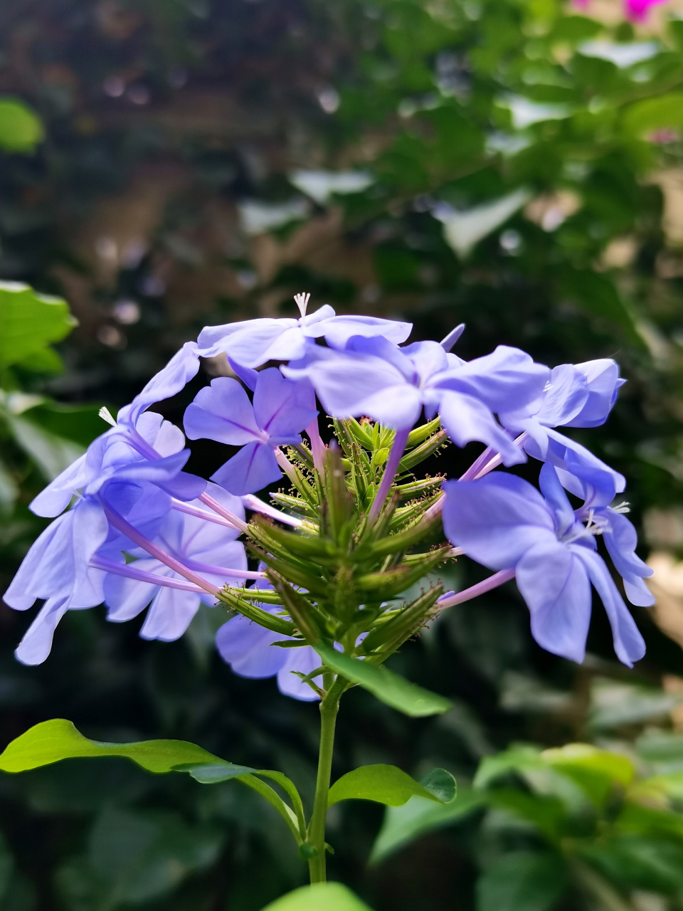常绿亚灌木蓝花丹,花期6～9月,12月～次年4月,花为穗状总状花序.