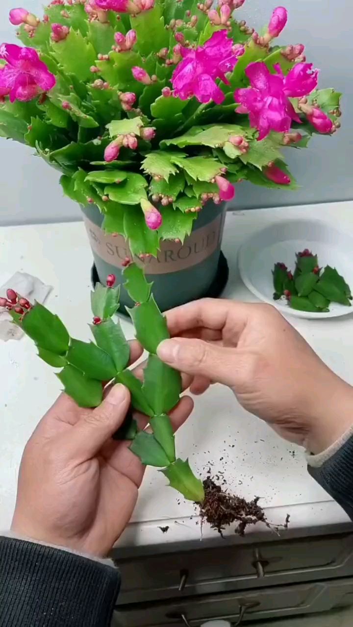 蟹爪兰扦插方法