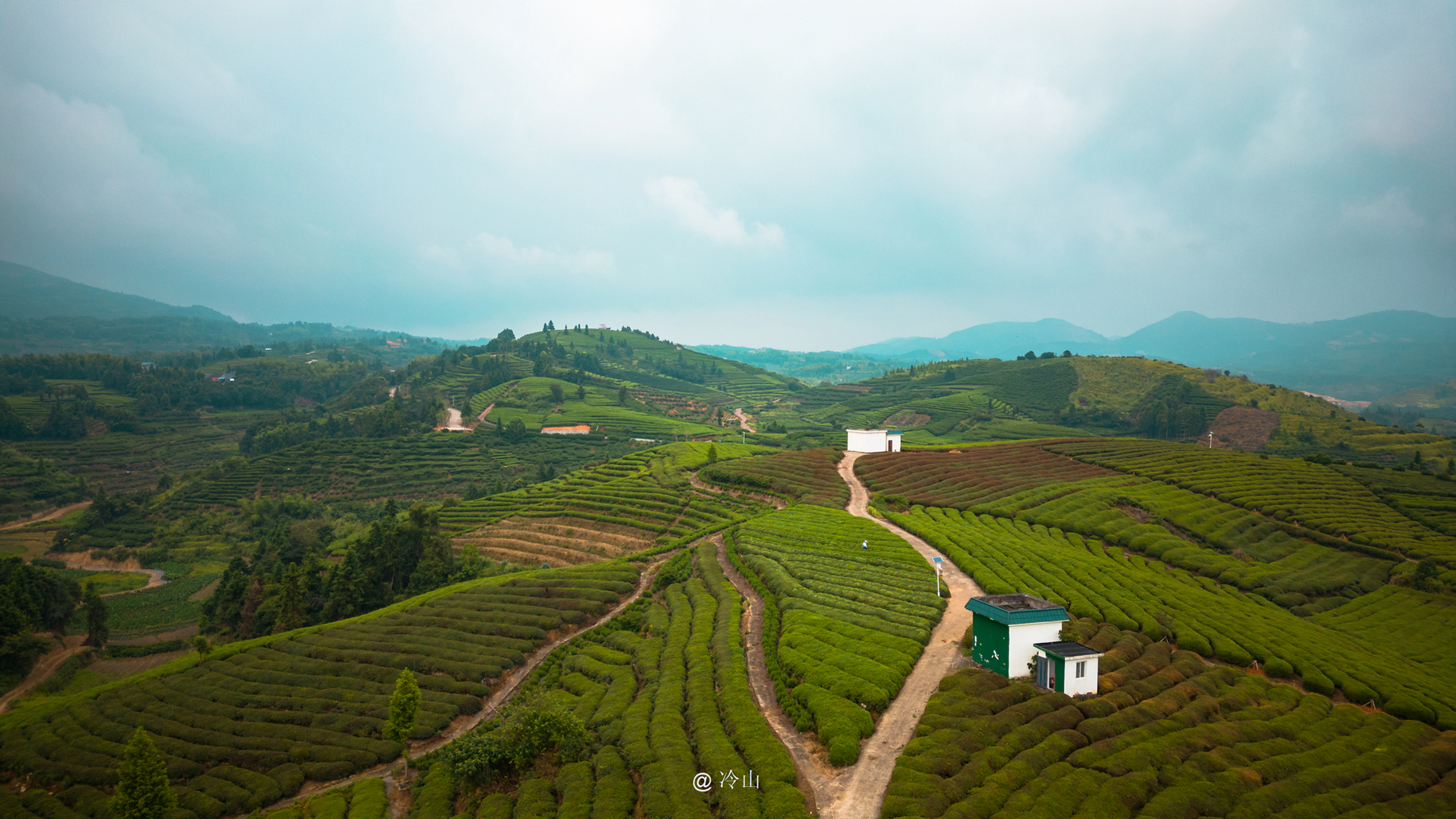 浙南看一看苍南第一站 五凤茶园,连绵在山峦间,是苍南一道美丽风景