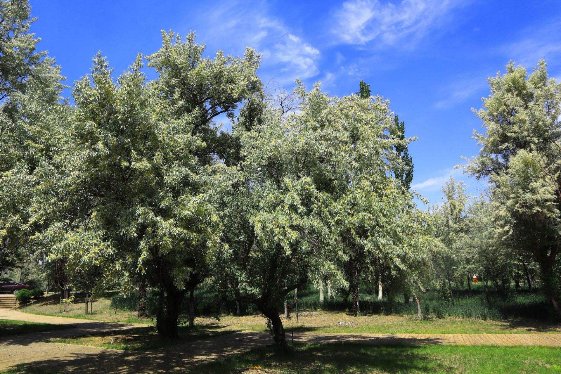 记忆中的新疆银柳——沙枣树  沙枣,别名银柳,桂香柳,香柳,银芽柳