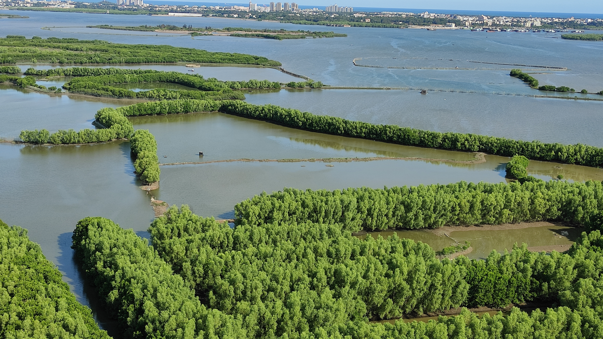 电白区水东湾湿地保护区的红树林对生态有什么影响呢
