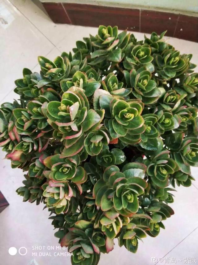 徒花漫画最新章节 徒花漫画全集 徒花漫画最近更新 安安漫画网