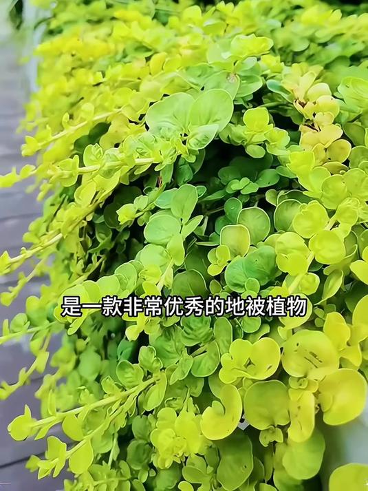 金色的奇迹,金叶过路黄的生态价值!