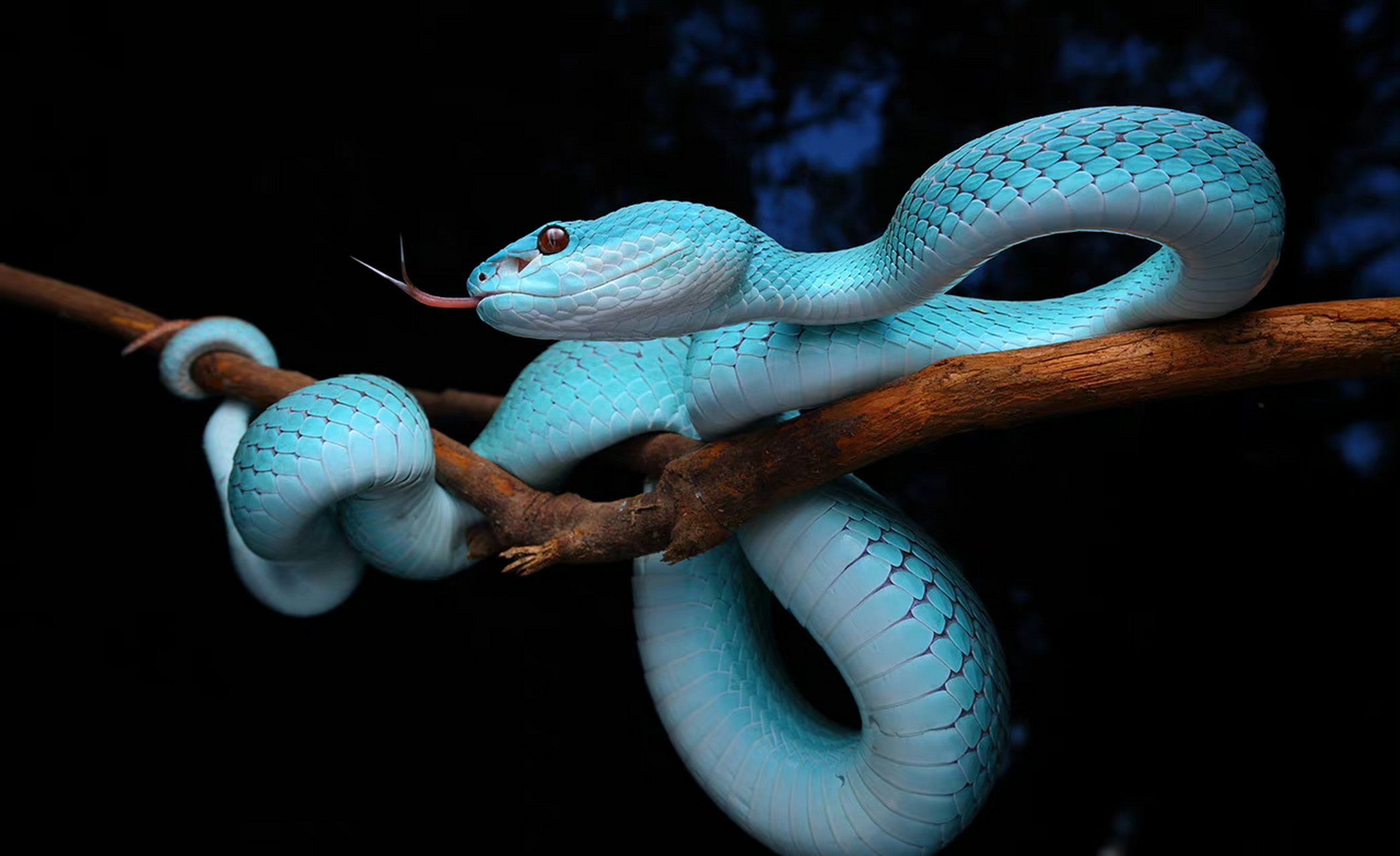 蛇,海岛竹叶青,惊艳的蓝色 .