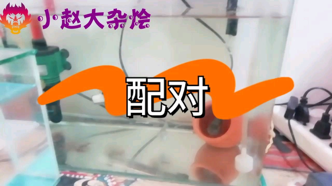 迷你鹦鹉鱼如何配对