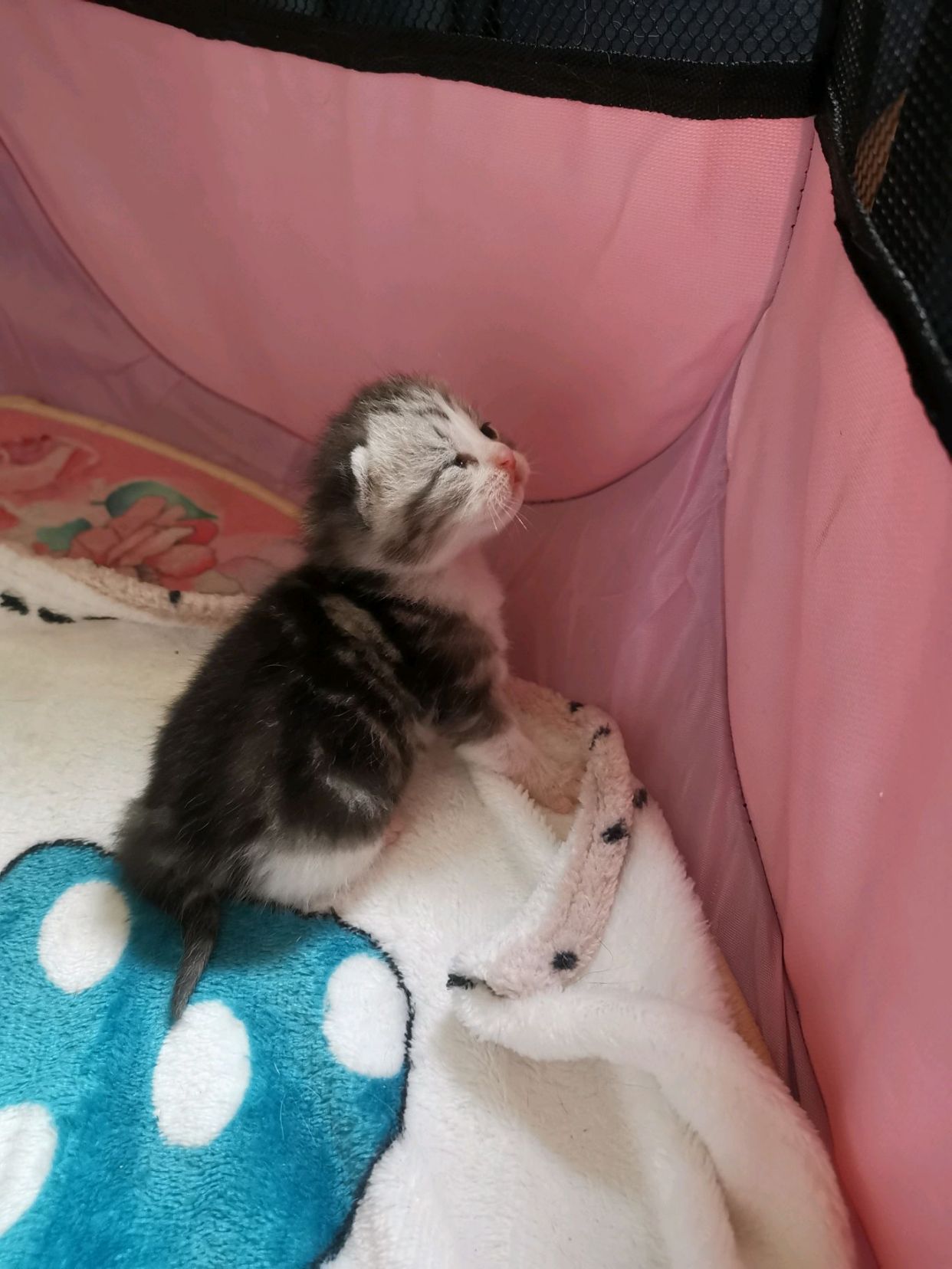 半个月了!猫崽宝宝太萌了