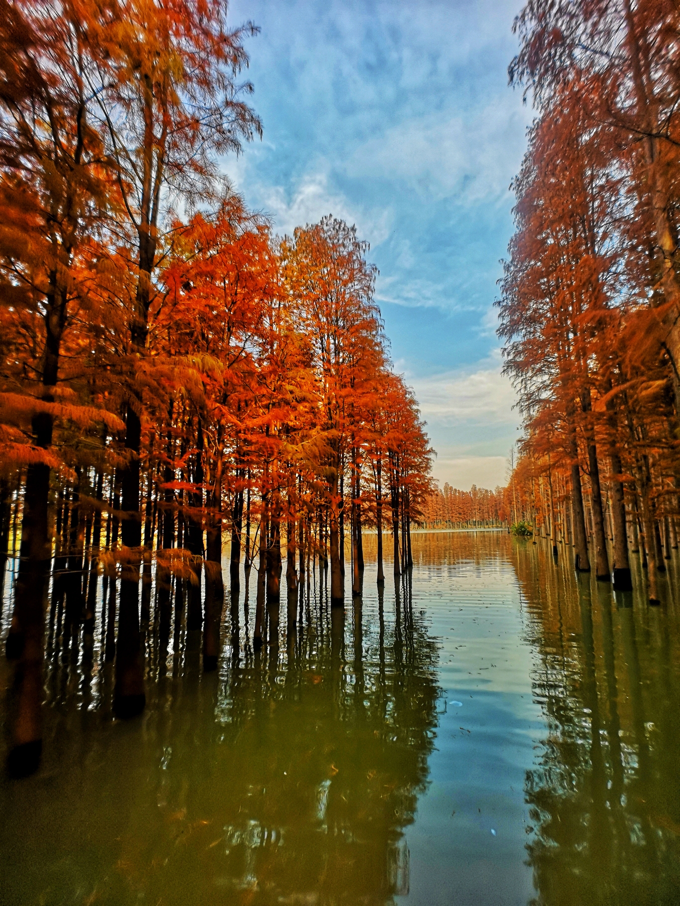 水杉图片大全大图图片