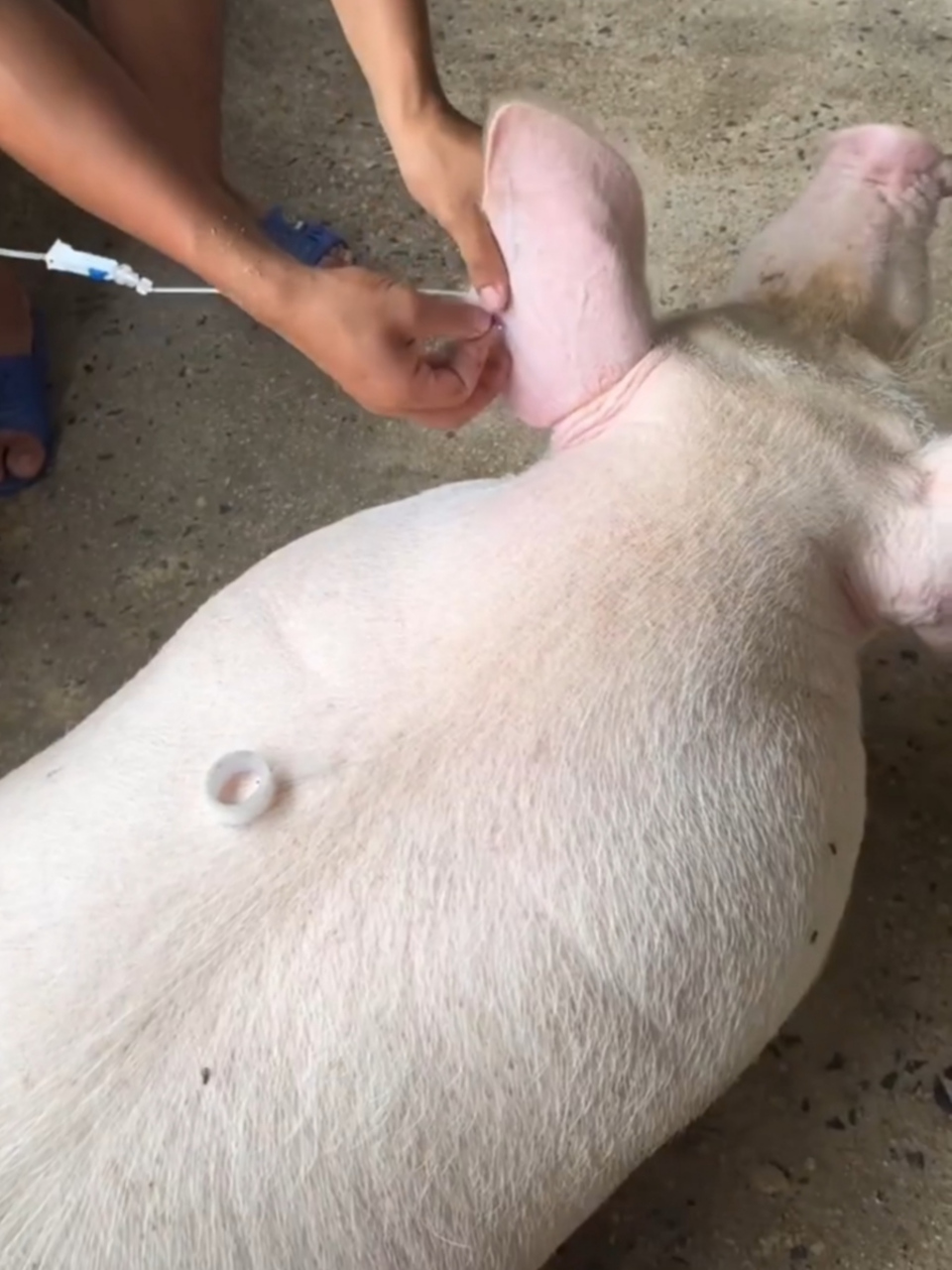 猪打针的正确位置视频图片