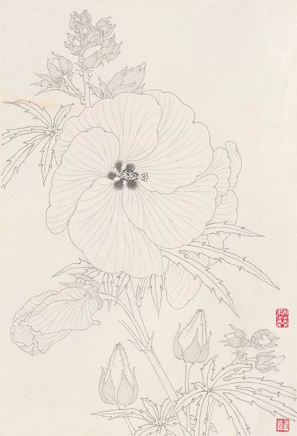 素材 花卉白描写生图稿