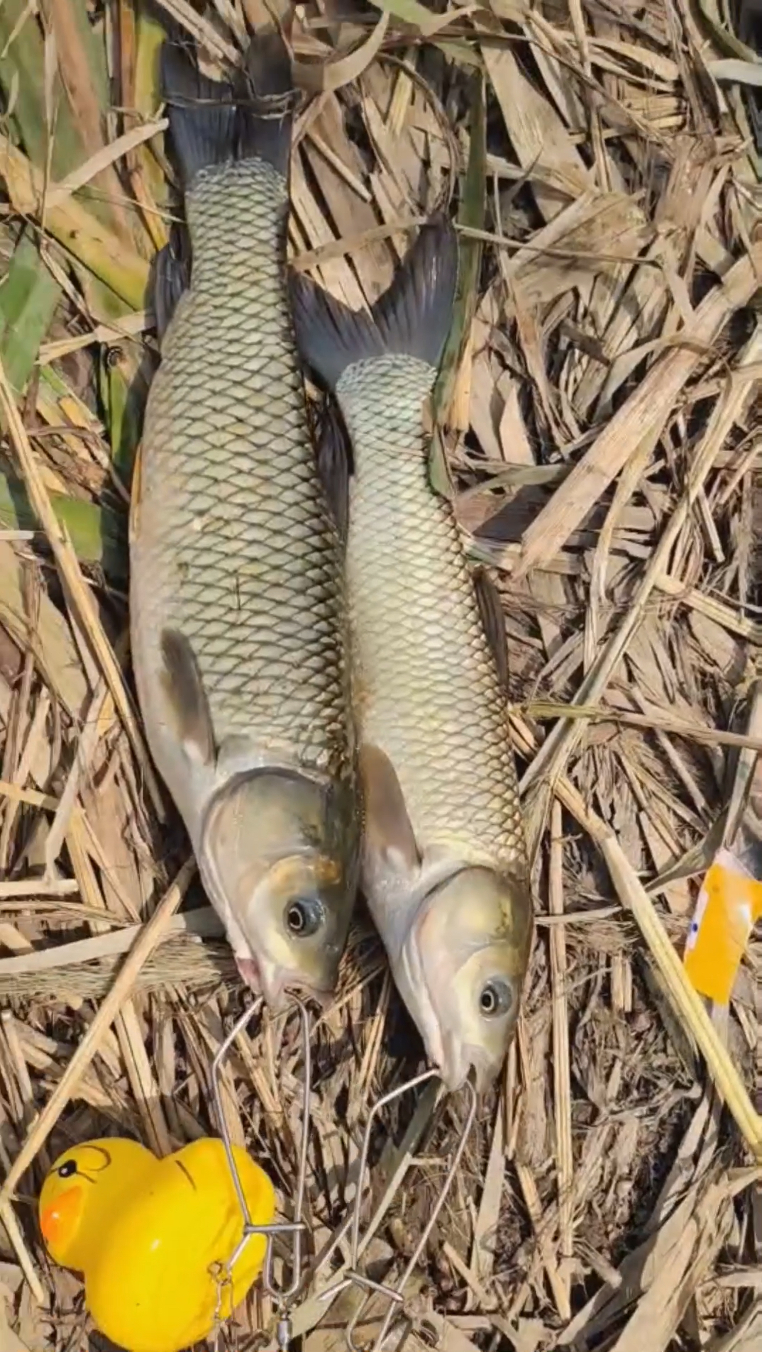 这是草鱼还是军鱼,在线等