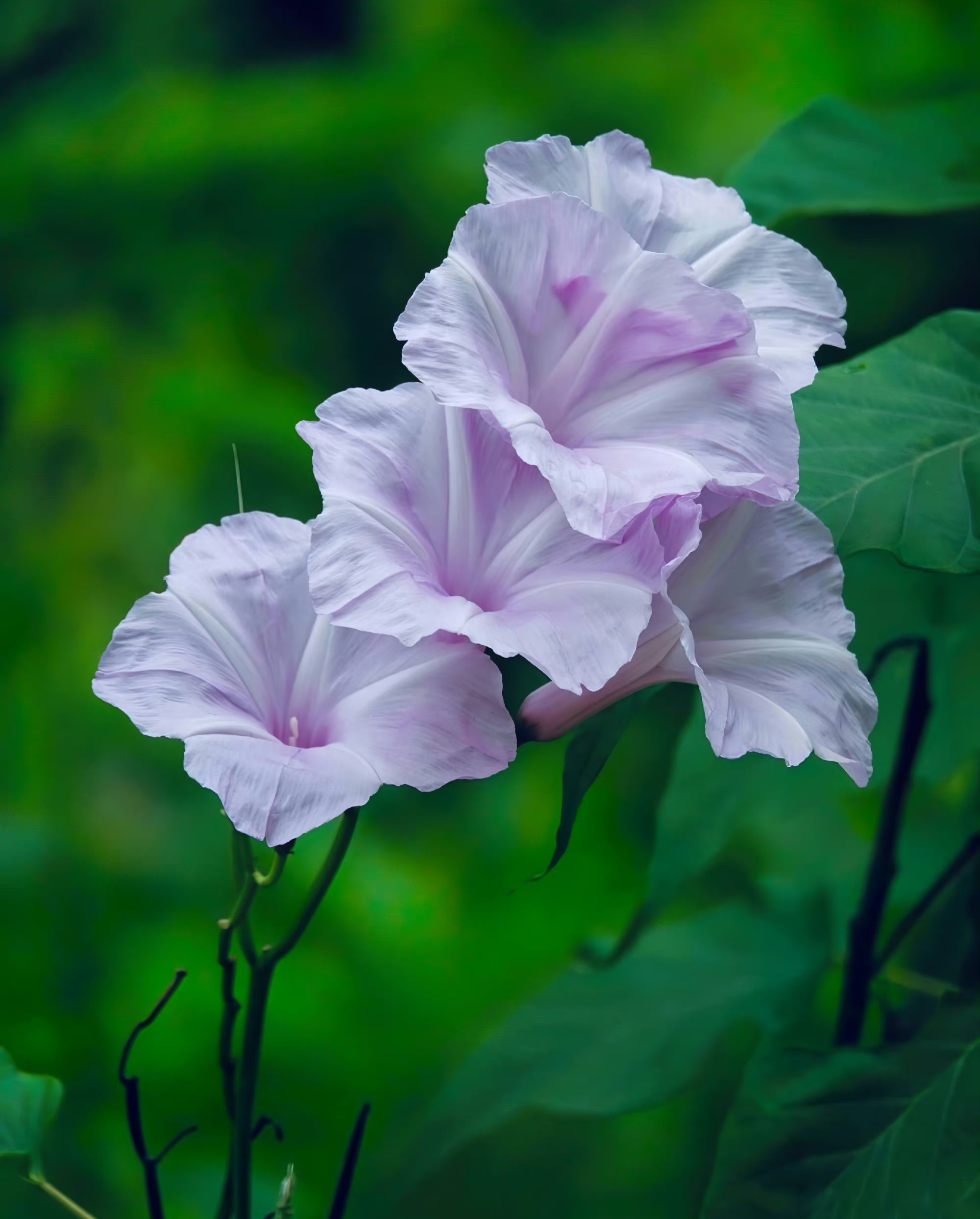 树牵牛,灌木,花姿清雅,花期长,为园林绿化不可多得的优良树种