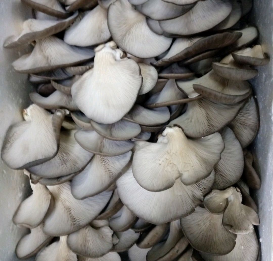 在自己家做的干炸鲜蘑,一样比外面吃好吃