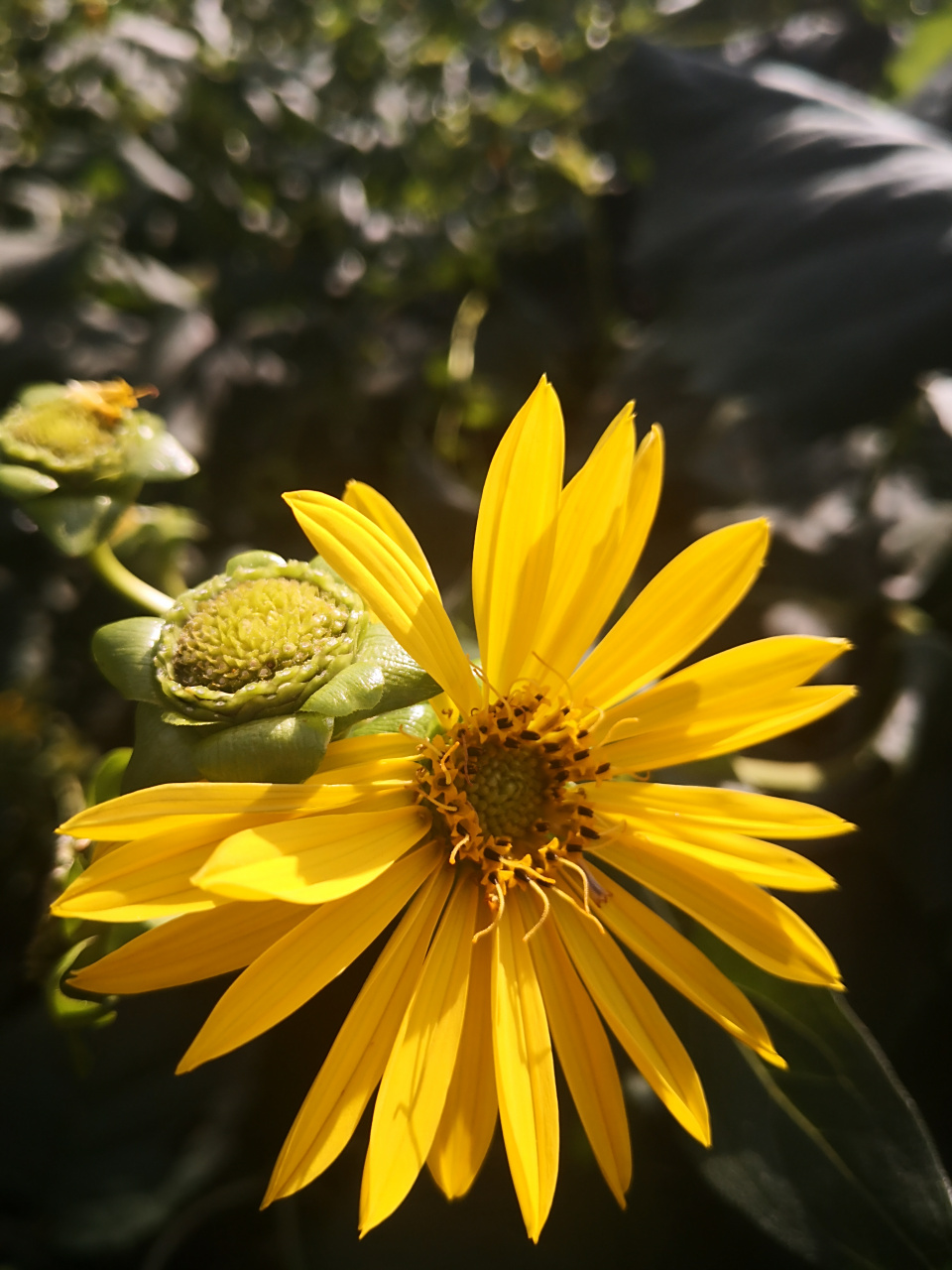 假期vlog大赏# 华夏神菊富含超氧化歧化酶sod