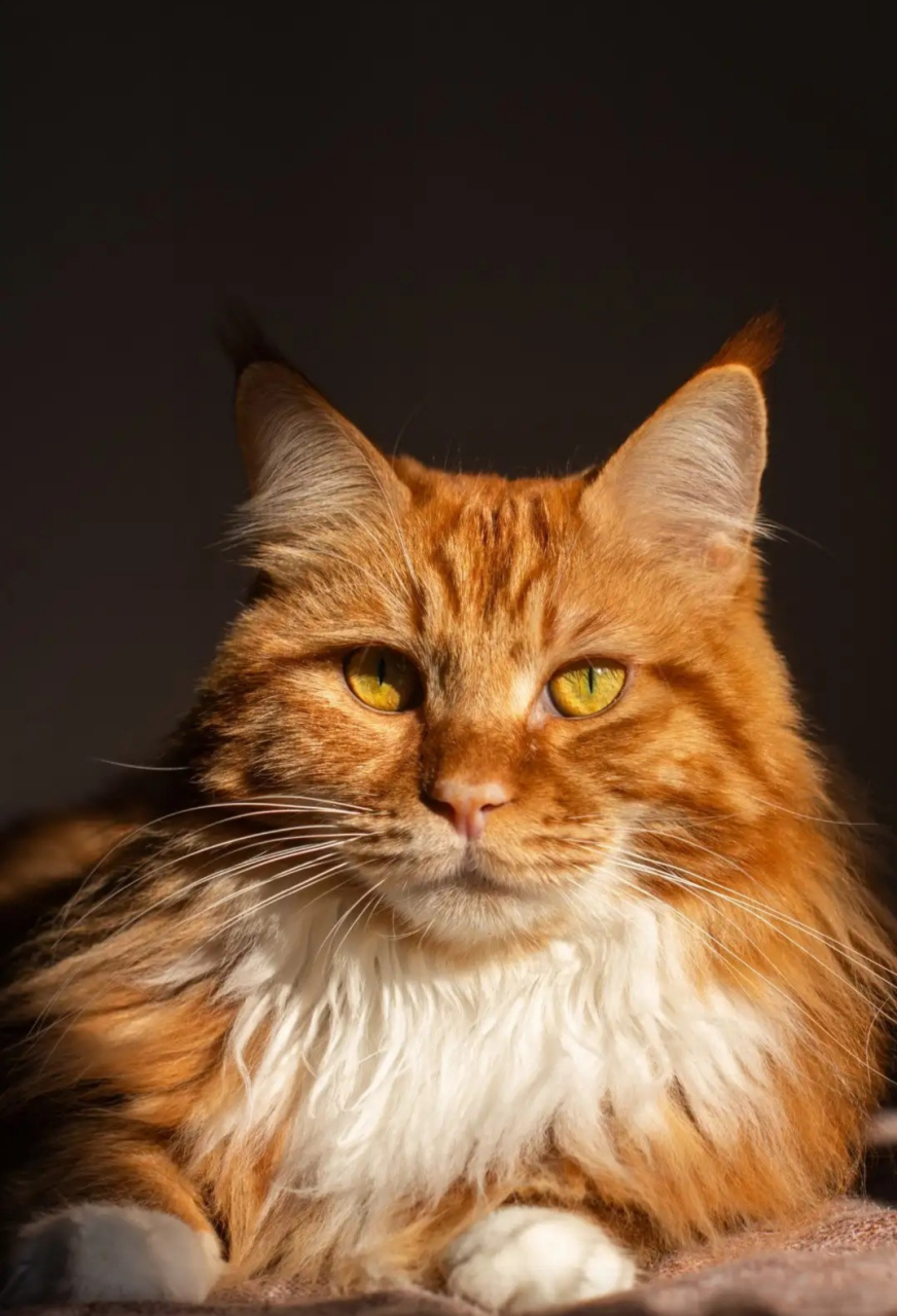 一只橘色的缅因猫,拍照的时候有点像只小狮子,表情沉着,冷静,内敛.