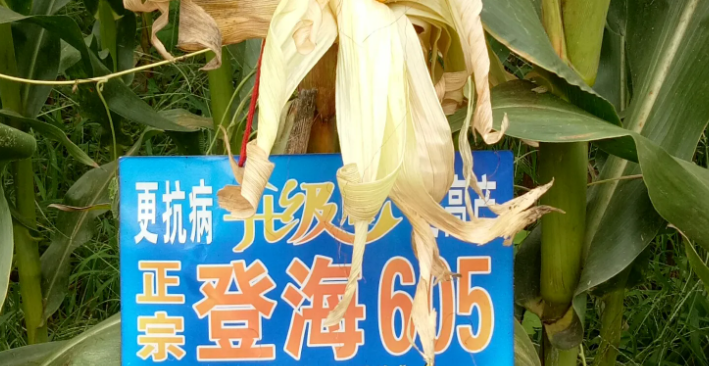 登海605玉米需要控旺嗎