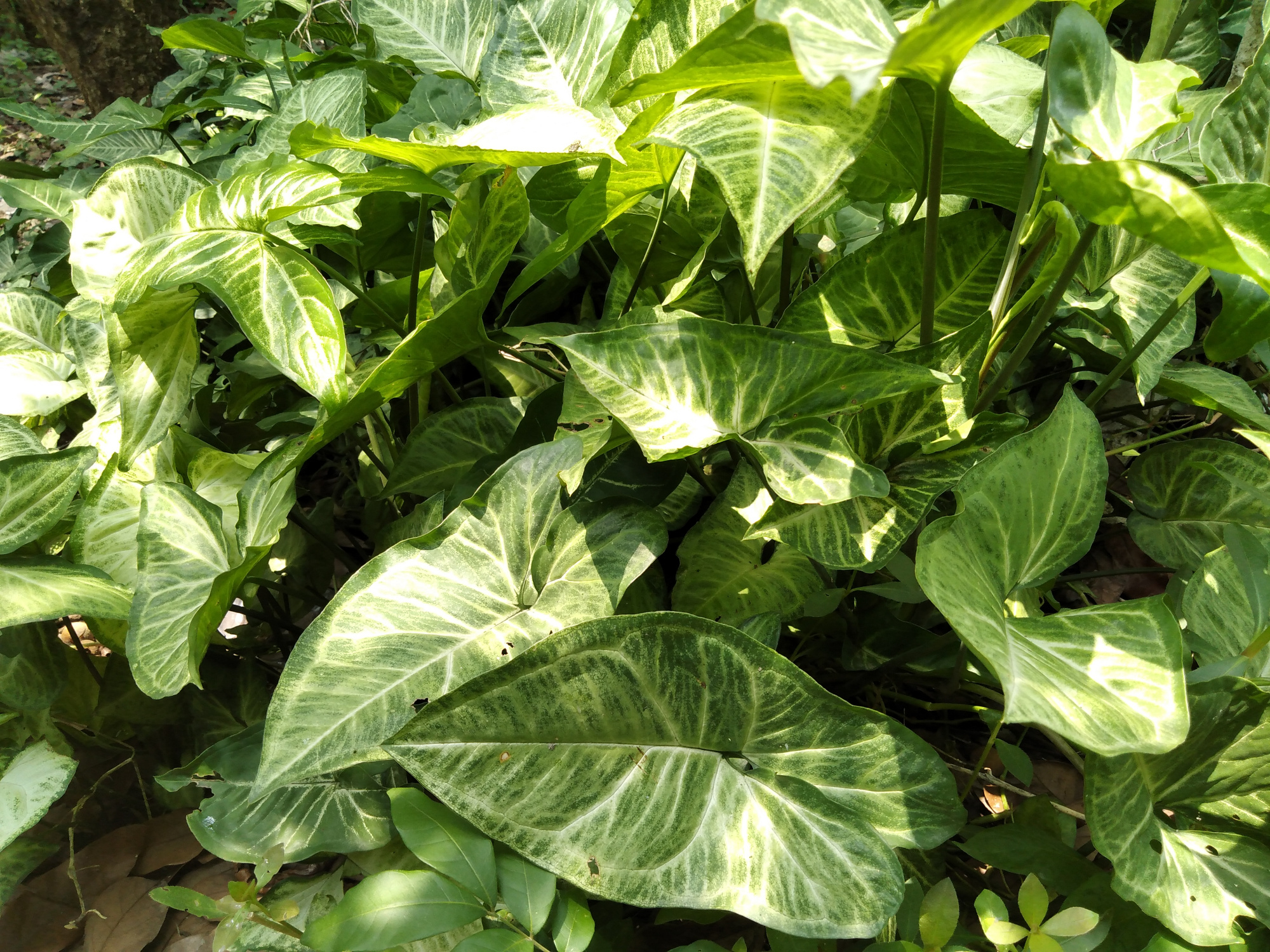 植物-白蝴蝶,可以做盆栽