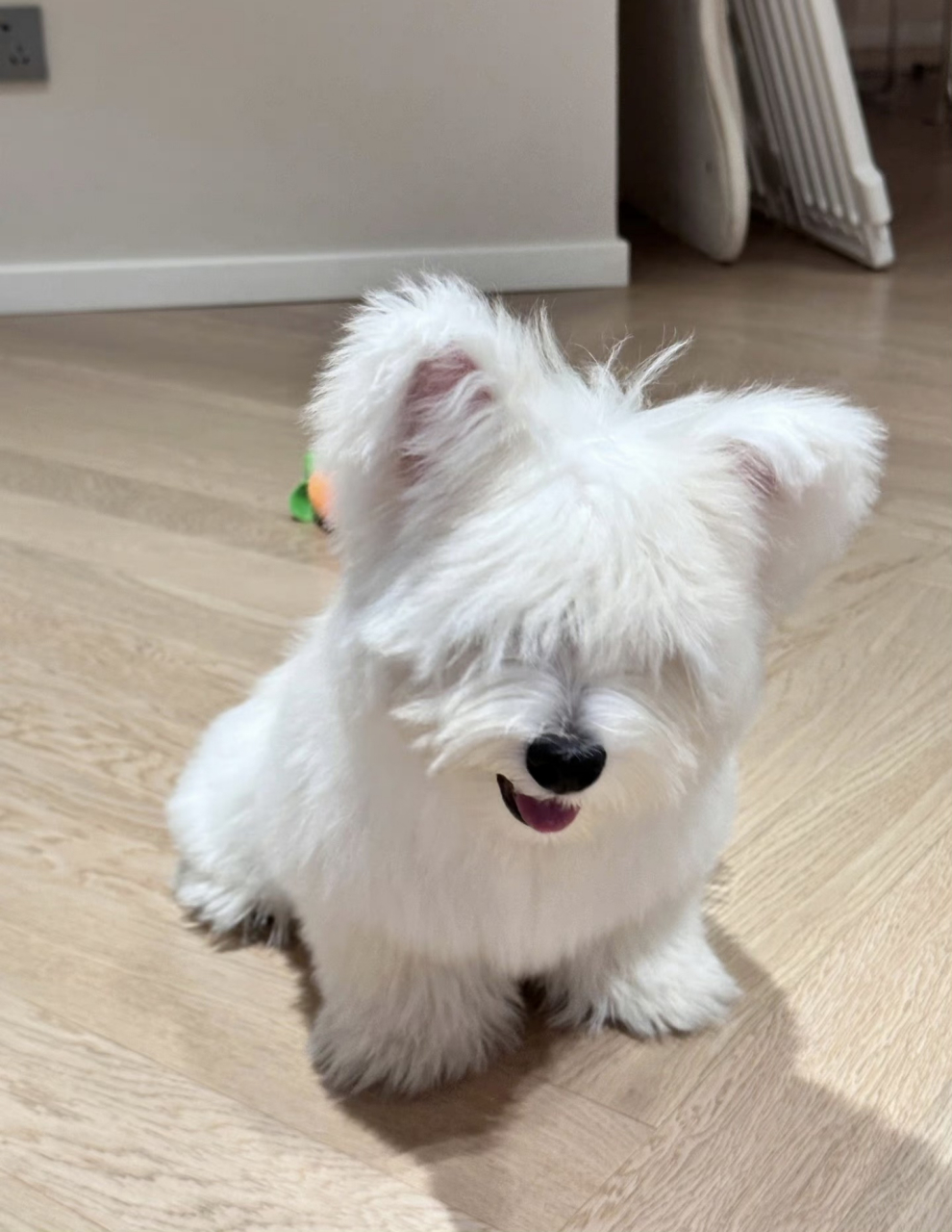 狗狗邪魅一笑vs甜美的笑