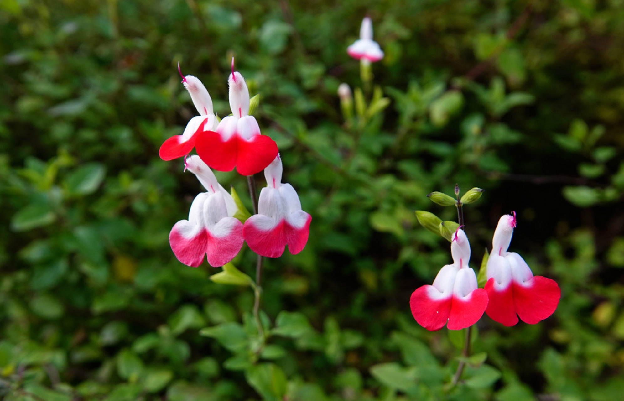 湖北宜昌,公园里的朱唇开花,花瓣颜色鲜艳,酷似小鸟停歇在枝头.