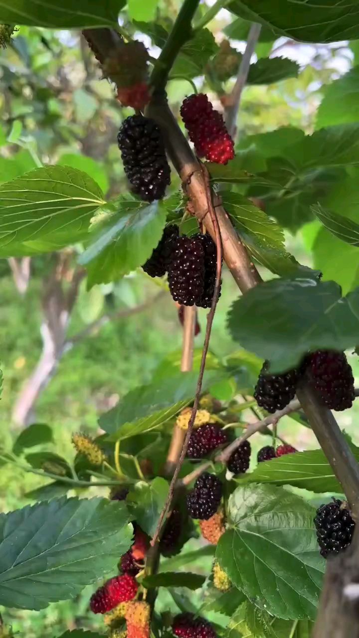 桑葚结果了,来采吧