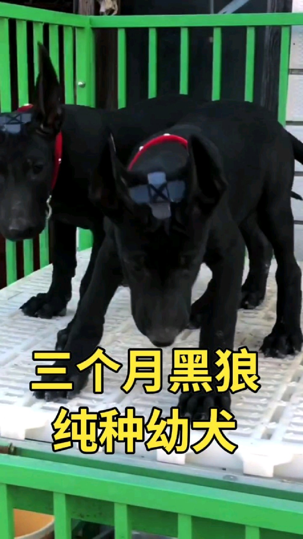 黑狼幼犬特征图片