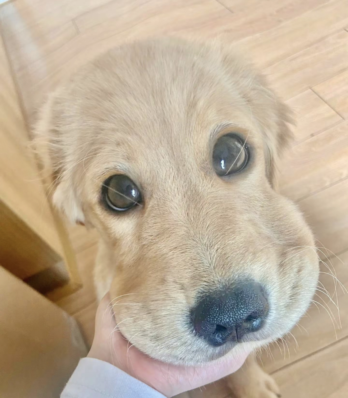 蜜蜂小狗,可可爱爱