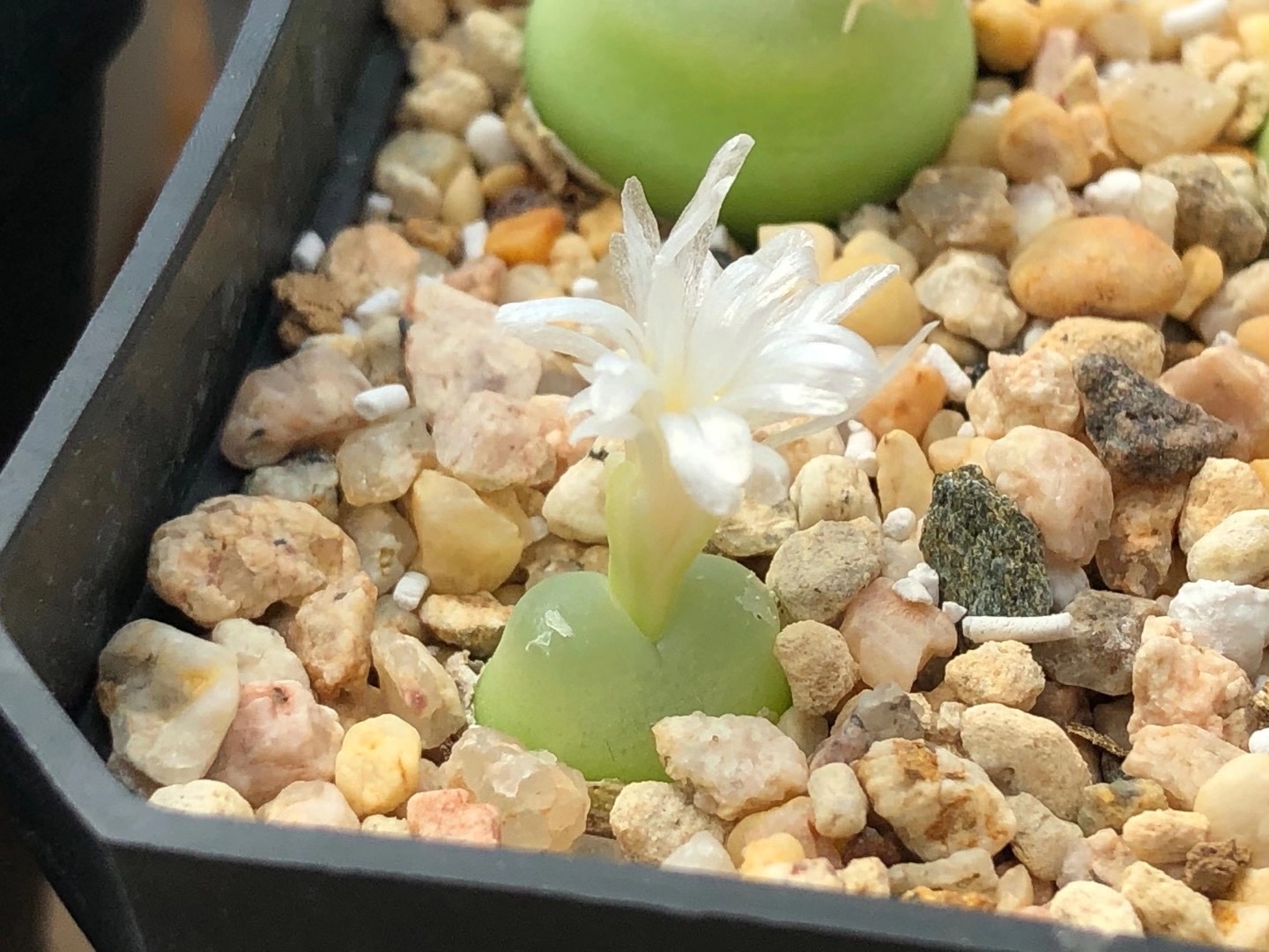 多肉植物肉锥花之拉登