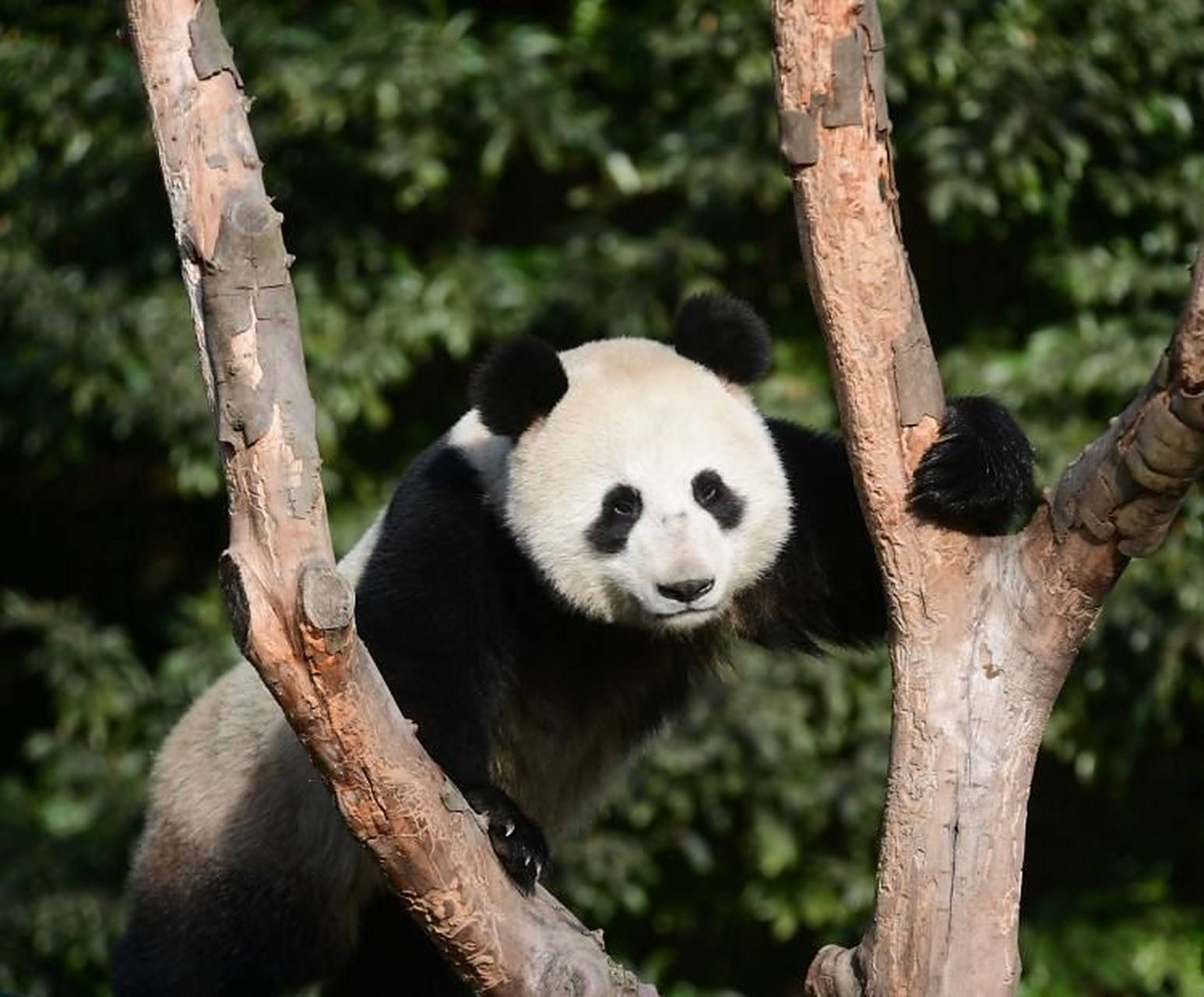 旅俄大熊猫除了干饭就是玩,  在俄罗斯的莫斯科动物园,  旅俄大熊猫"