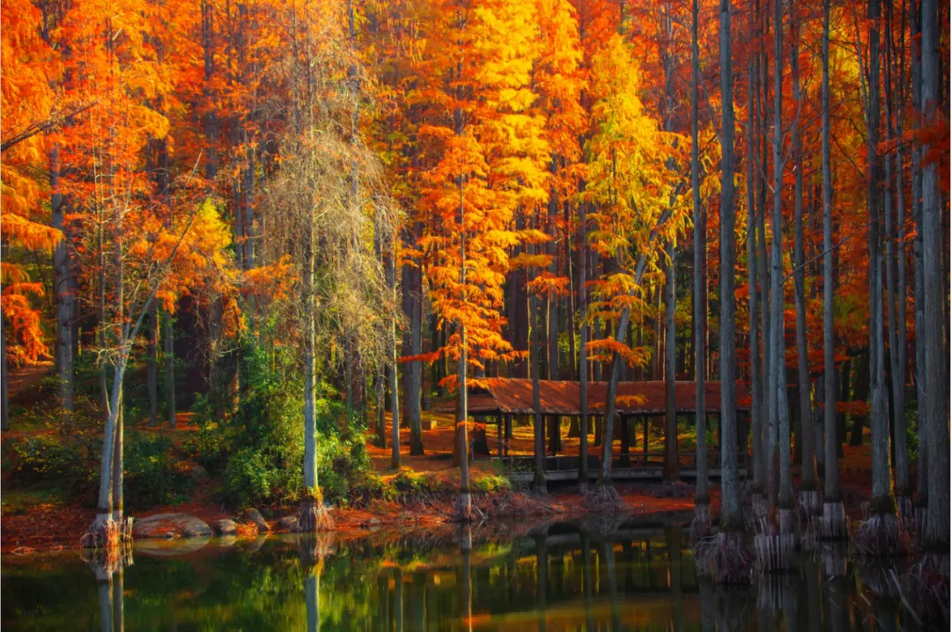 金秋图文动态创作节# 初冬时节,信阳波尔登森林公园仿佛是泼了油彩