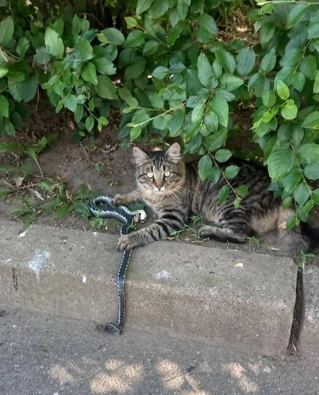 猫和蛇竟然是敌人关系?