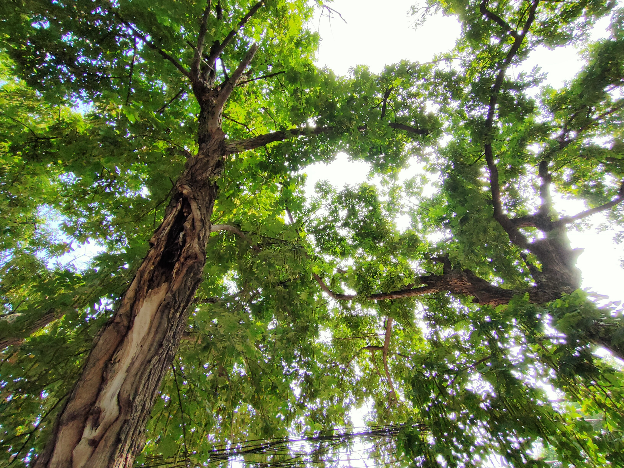 南京的中和桥路上,百年的枫杨树,记录着秦淮河畔的历史变迁