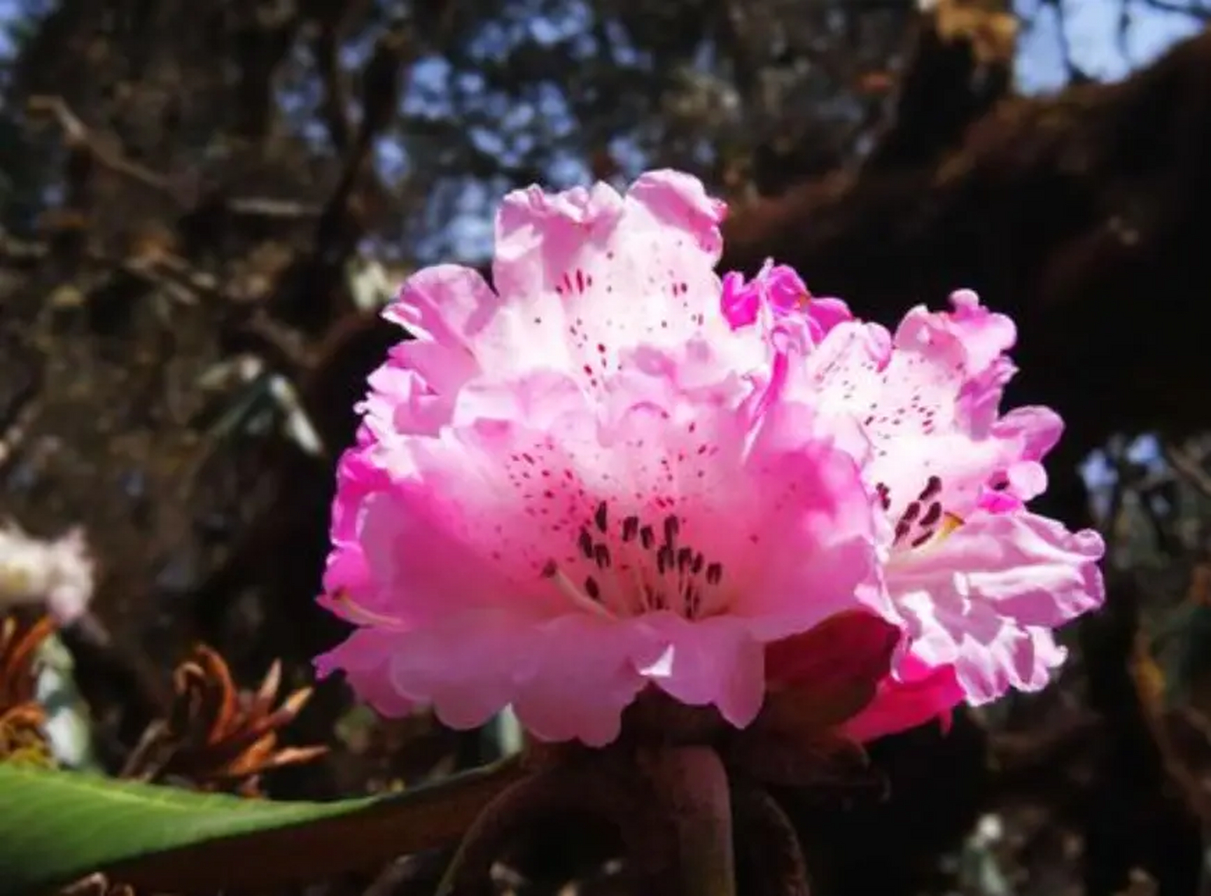 赏花 — 大王杜鹃