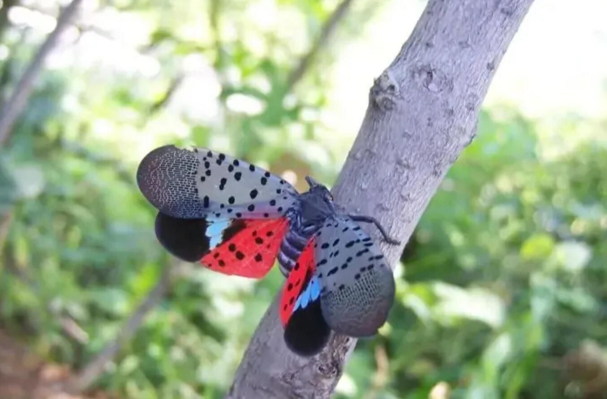 还记得这个吗?我们这里叫花蹦蹦,你们那里叫什么?