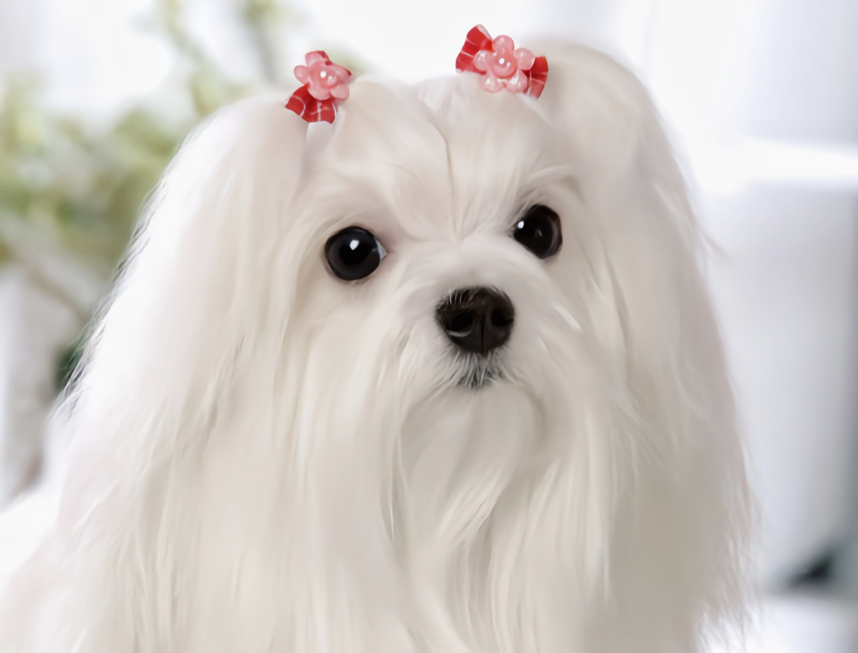 金秋图文动态创作节# 每天认识一种动物——马尔济斯犬 玛尔济斯犬