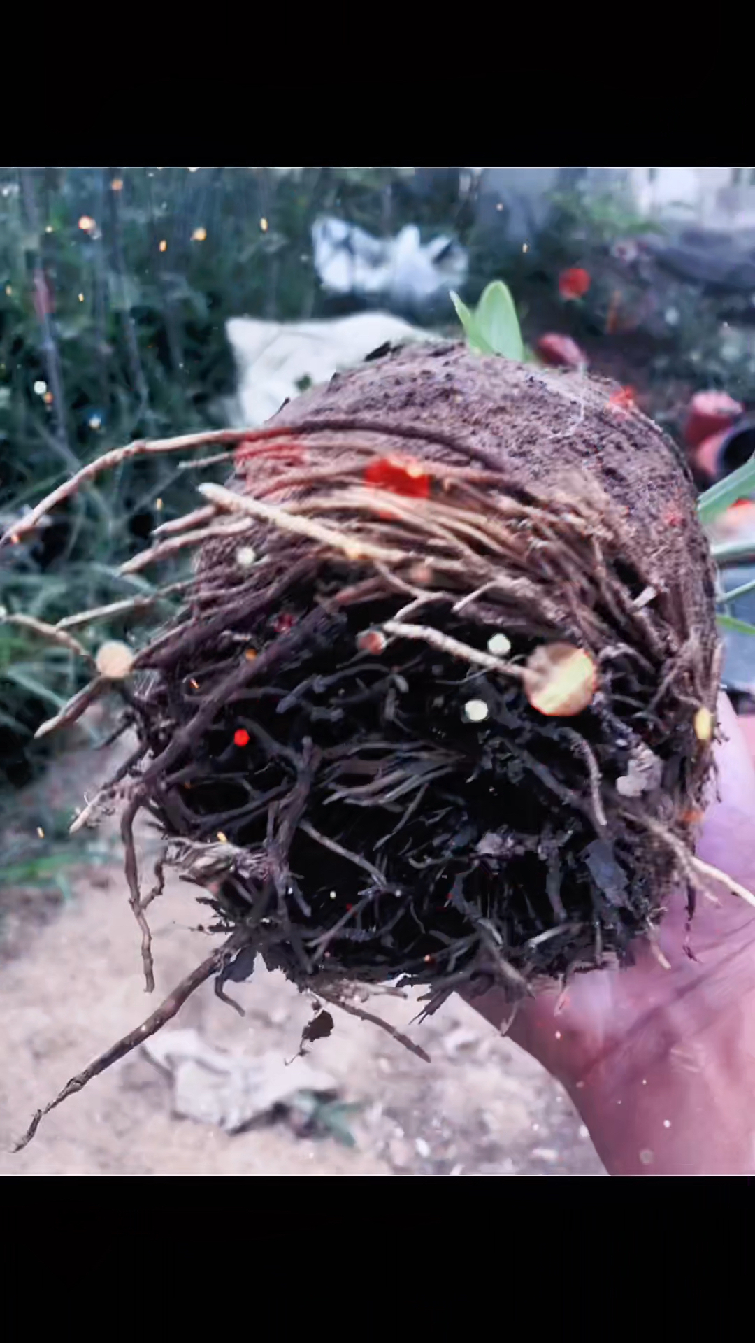 中华木绣球斗球高压苗爆根