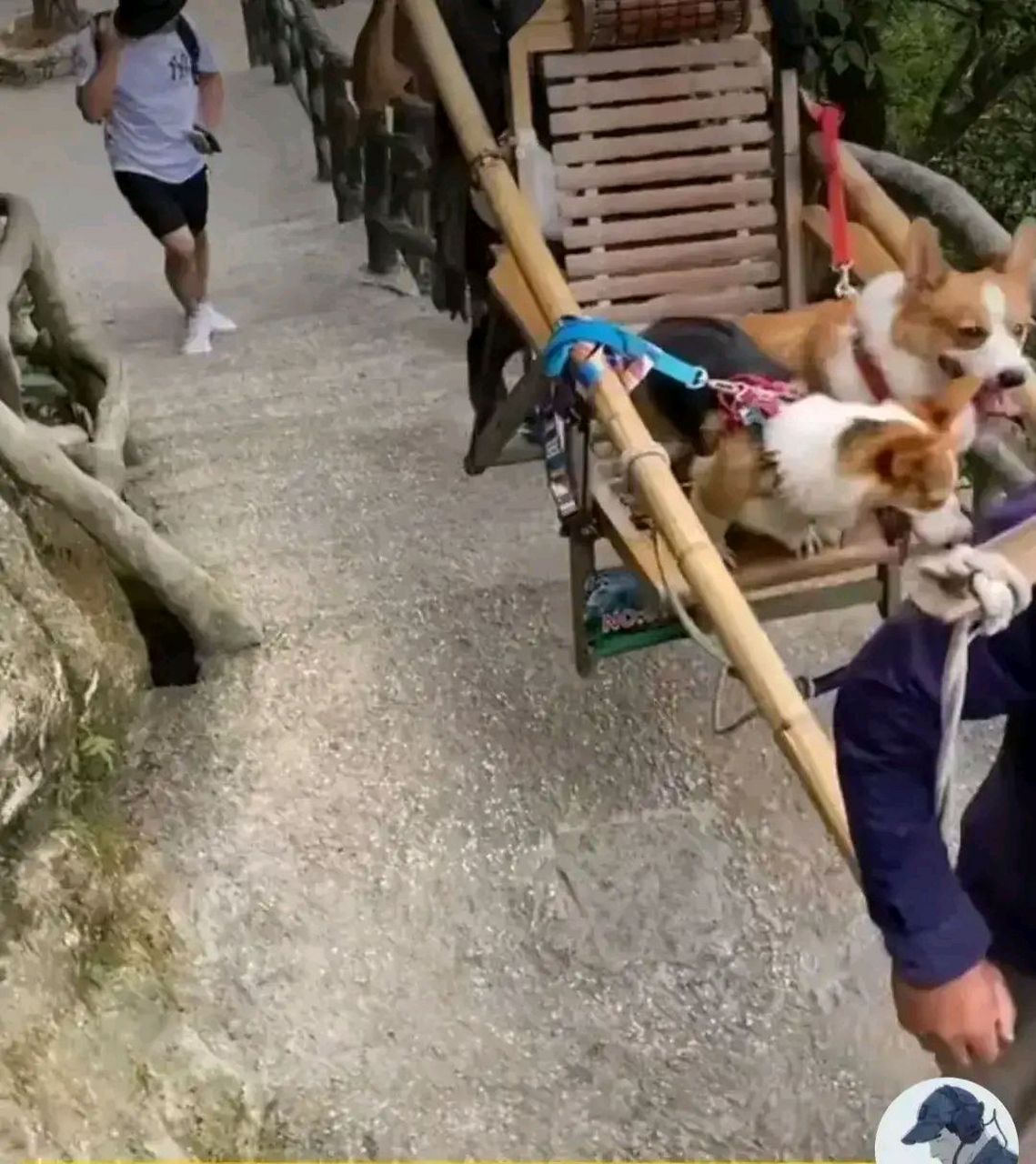 《人狗》——文/秀才哥 狗坐轿子人来抬, 社会万千变新样!