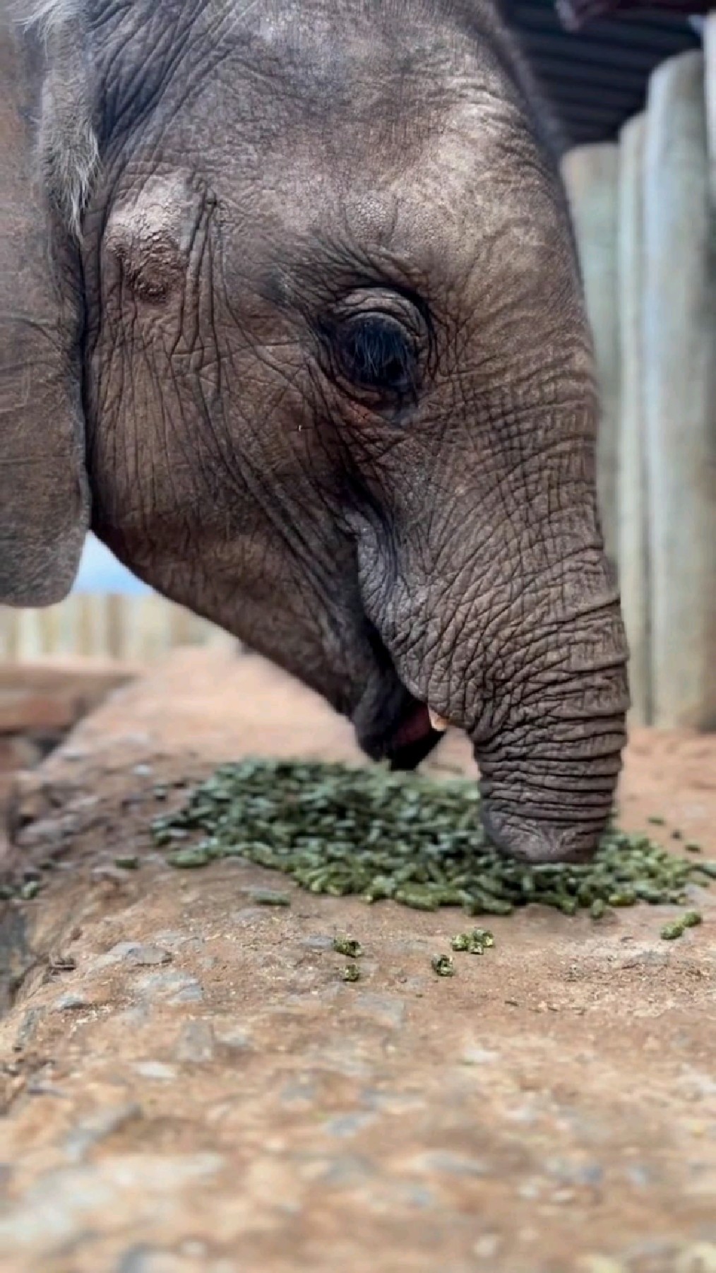 吃精制食物的断鼻小象